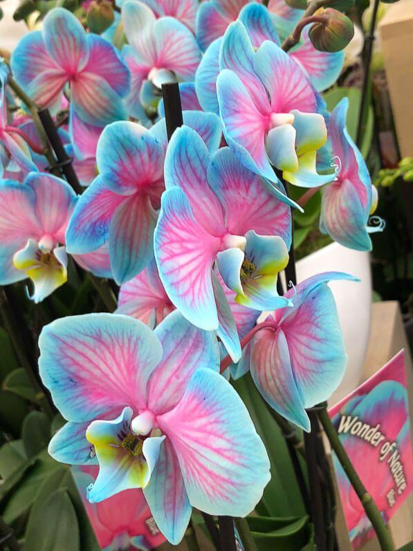 Celestial Whisper Delicate Posy